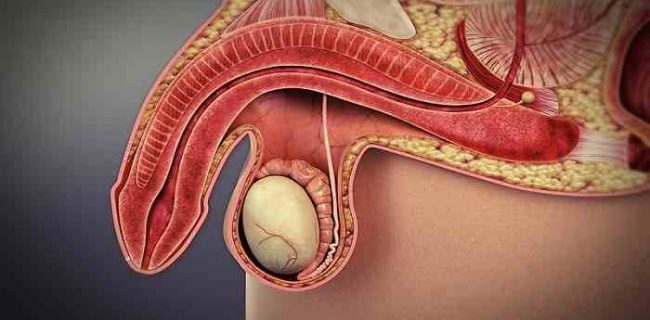 Erectile Dysfunction Erectile Dysfunction
